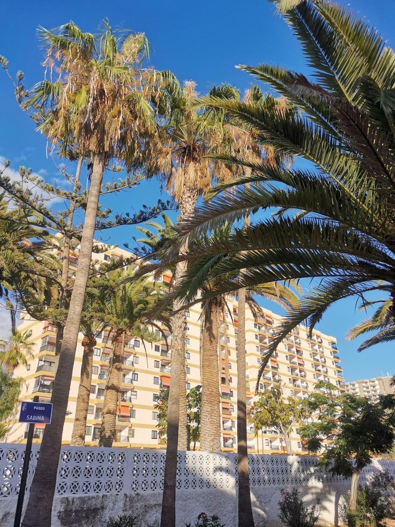 Los Cristianos Appartement Lemon Trees Vue Mer Panoramique Zewnętrze zdjęcie